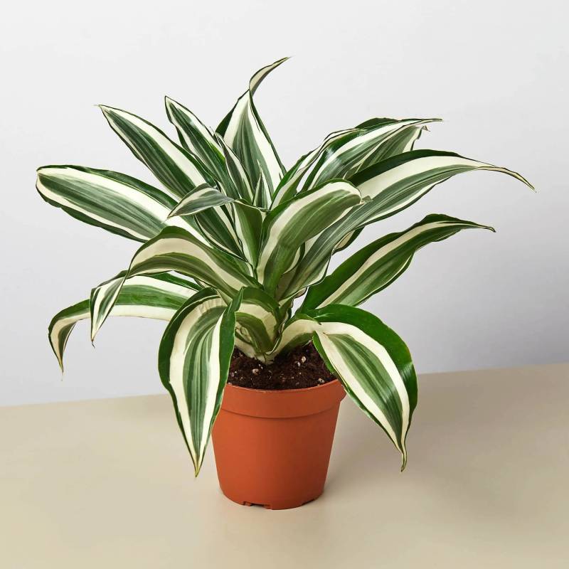 Dracaena Warneckii White Jewel