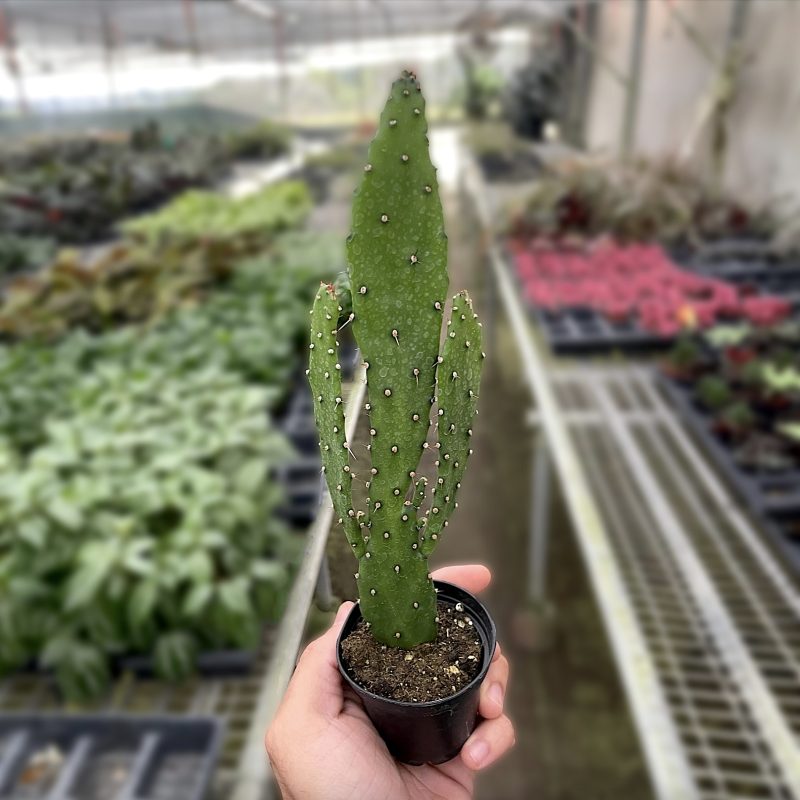 Drooping Prickly Pear Cactus, Opuntia Monacantha