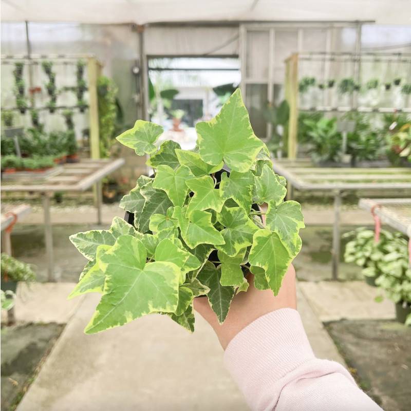 English Ivy Gold Child