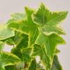 English Ivy Gold Child