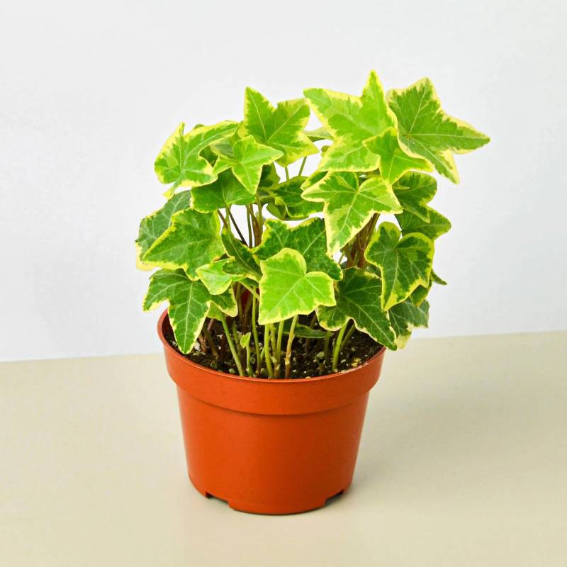 English Ivy Gold Child