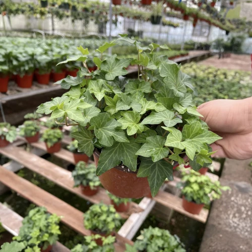 English Ivy Green California
