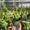 Epiphyllum Ric Rac Cactus