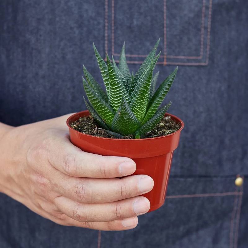 Fairy Washboard Haworthia