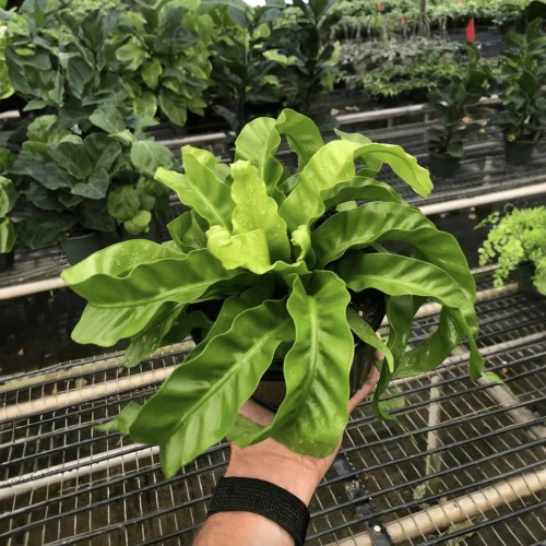 Fern Bird's Nest Hurricane