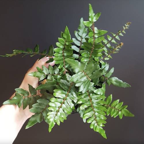 Fern Glowstar