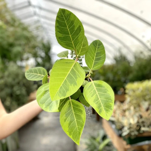 Ficus Altissima Yellow Gem