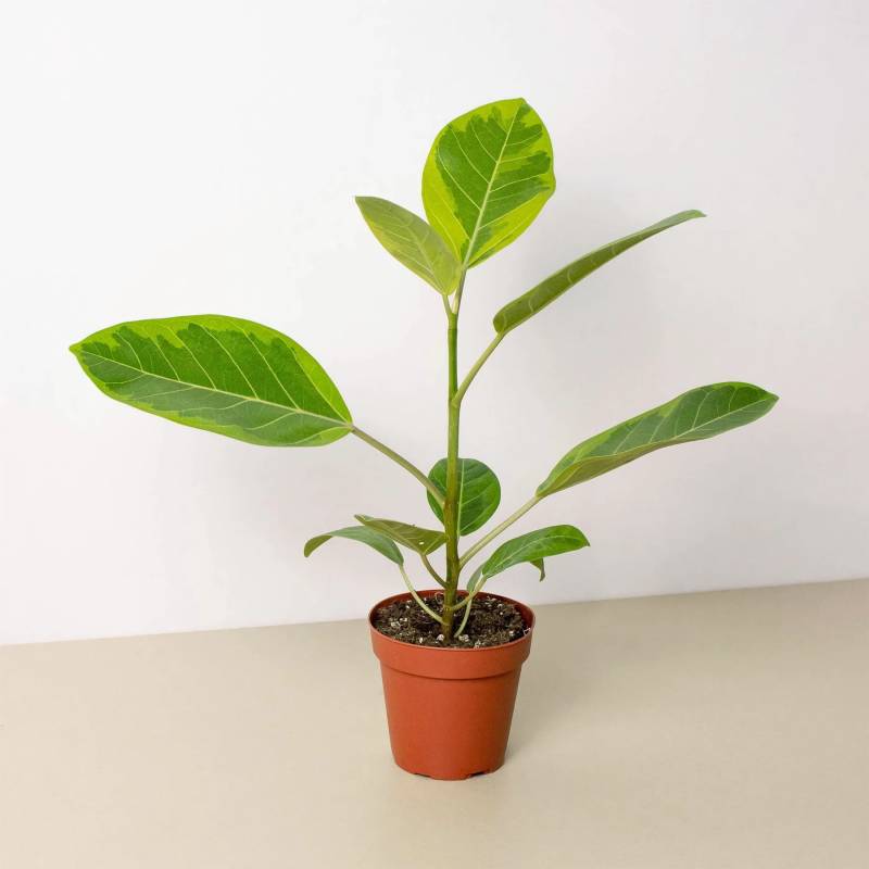 Ficus Altissima Yellow Gem