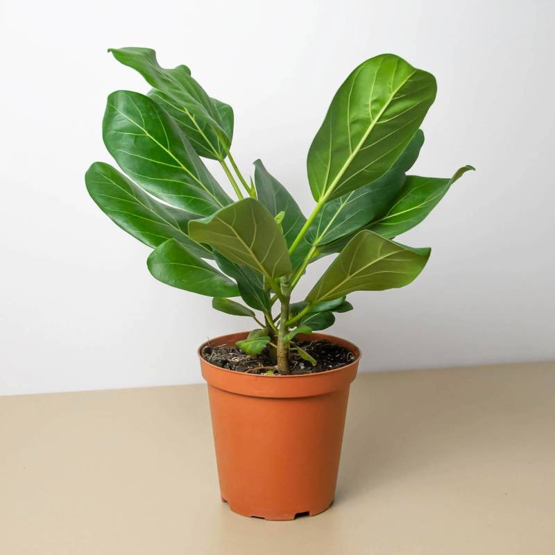 Ficus Audrey