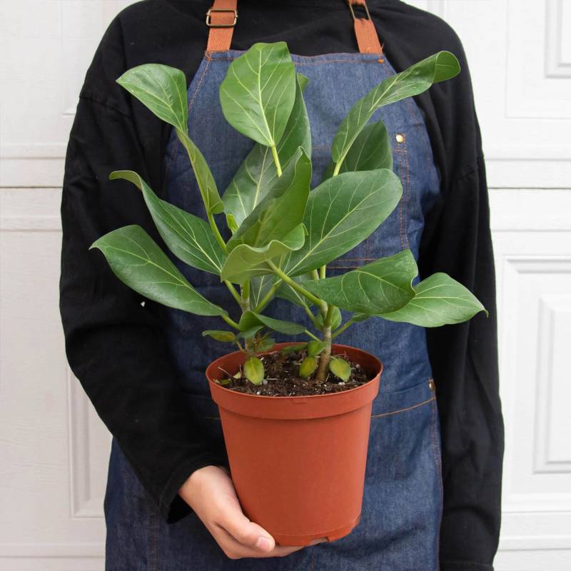 Ficus Audrey