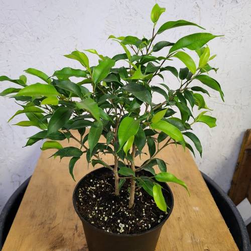 Ficus Benjamina