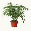 Ficus Breeze