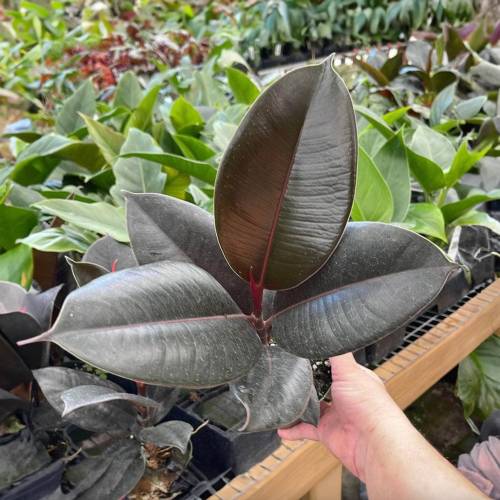 Ficus Elastica Burgundy