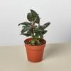 Ficus Elastica Burgundy