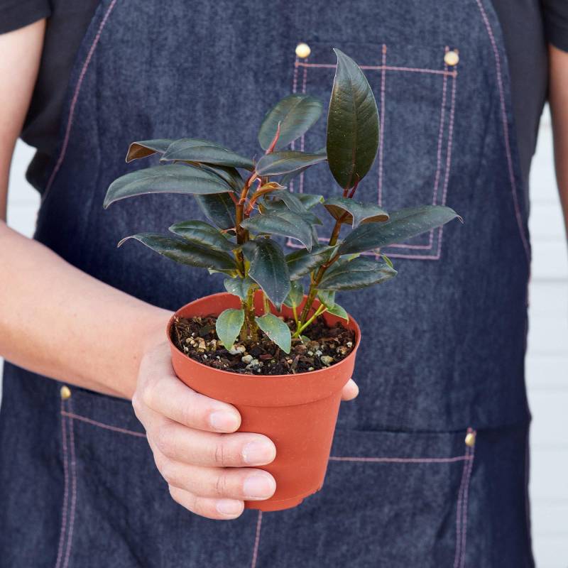 Ficus Elastica Burgundy