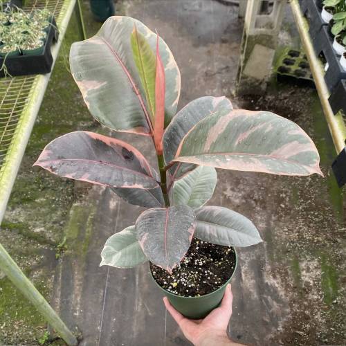 Ficus Elastica Ruby Pink