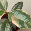 Ficus Elastica Ruby Pink