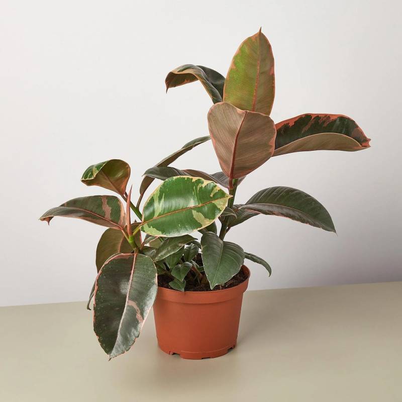 Ficus Elastica Ruby Pink