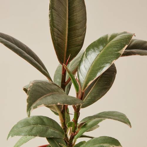 Ficus Elastica Tineke