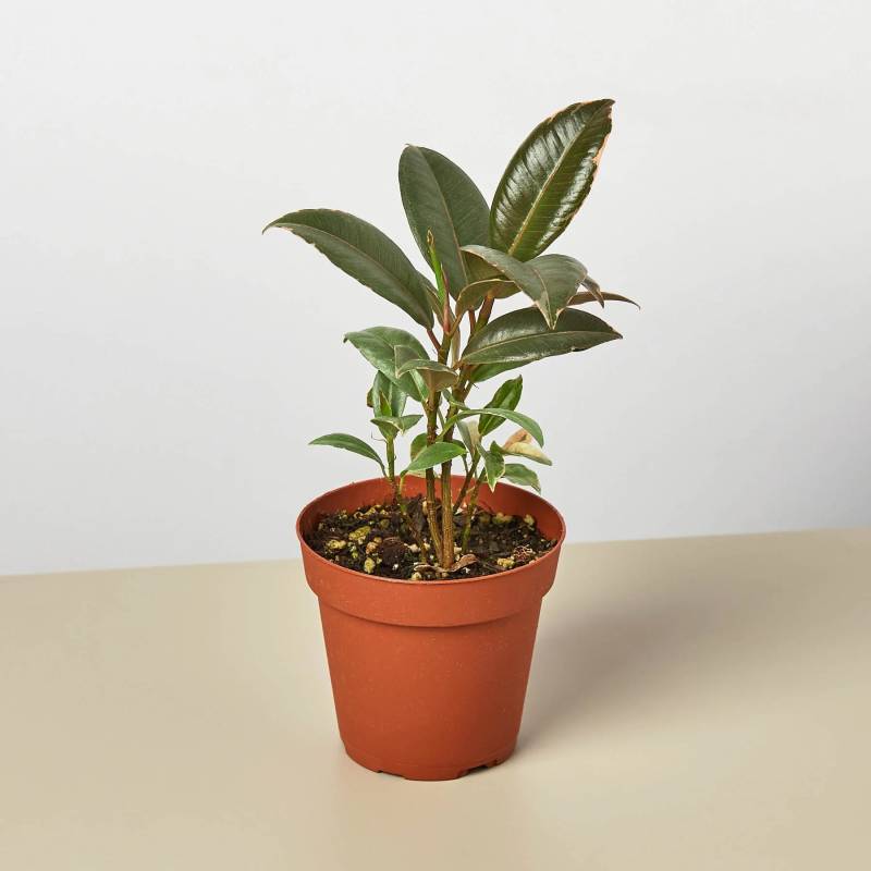 Ficus Elastica Tineke