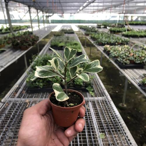 Ficus Elastica Triangularis Variegated