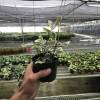 Ficus Elastica Triangularis Variegated