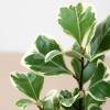 Ficus Elastica Triangularis Variegated