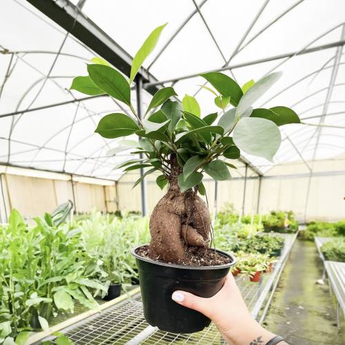 Ficus Ginseng