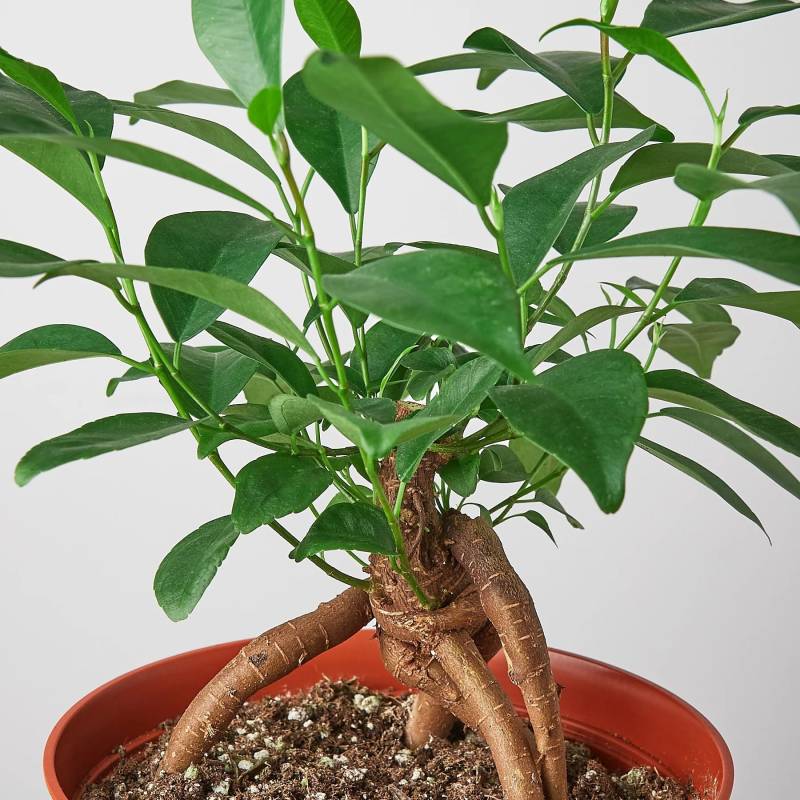 Ficus Ginseng