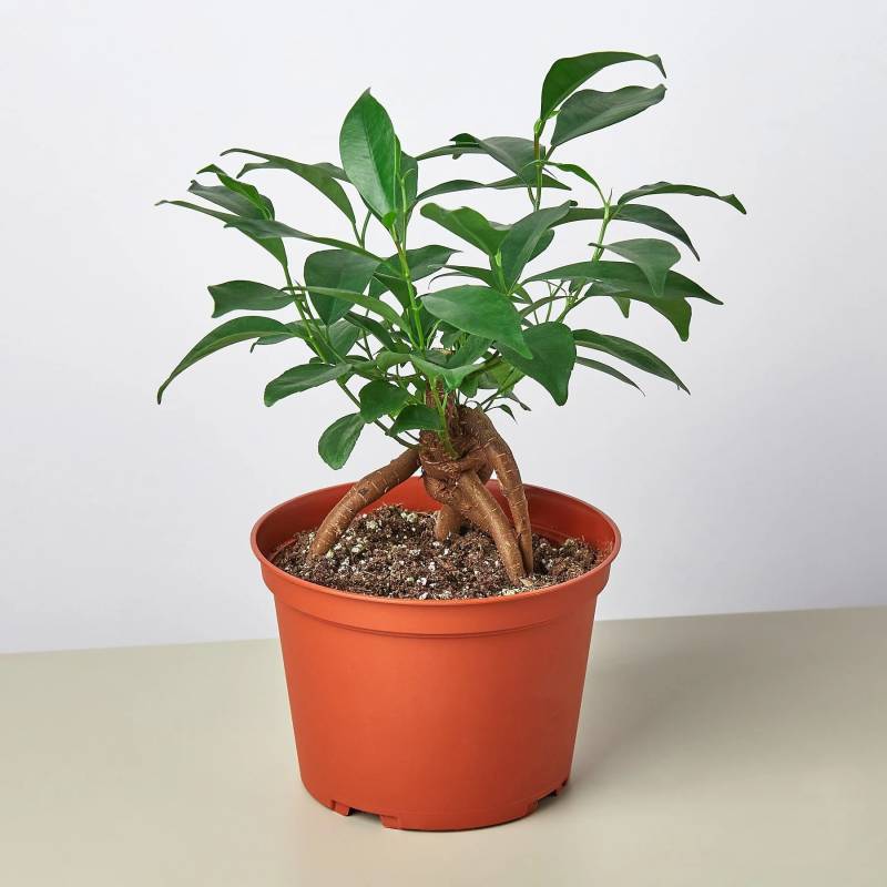 Ficus Ginseng