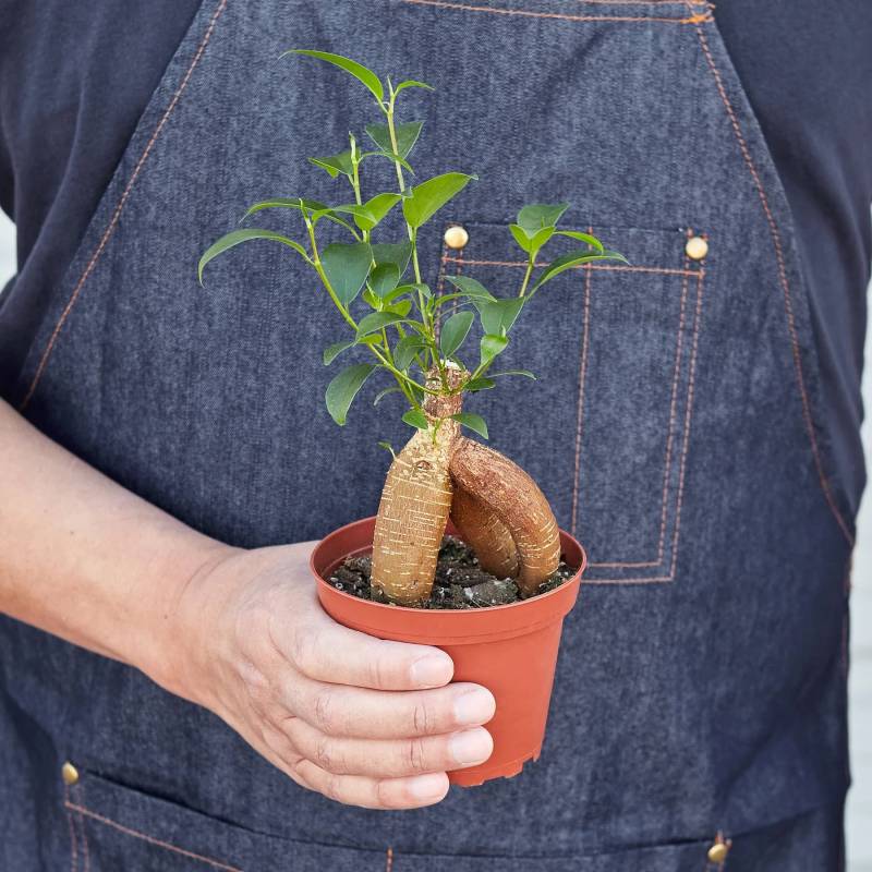 Ficus Ginseng