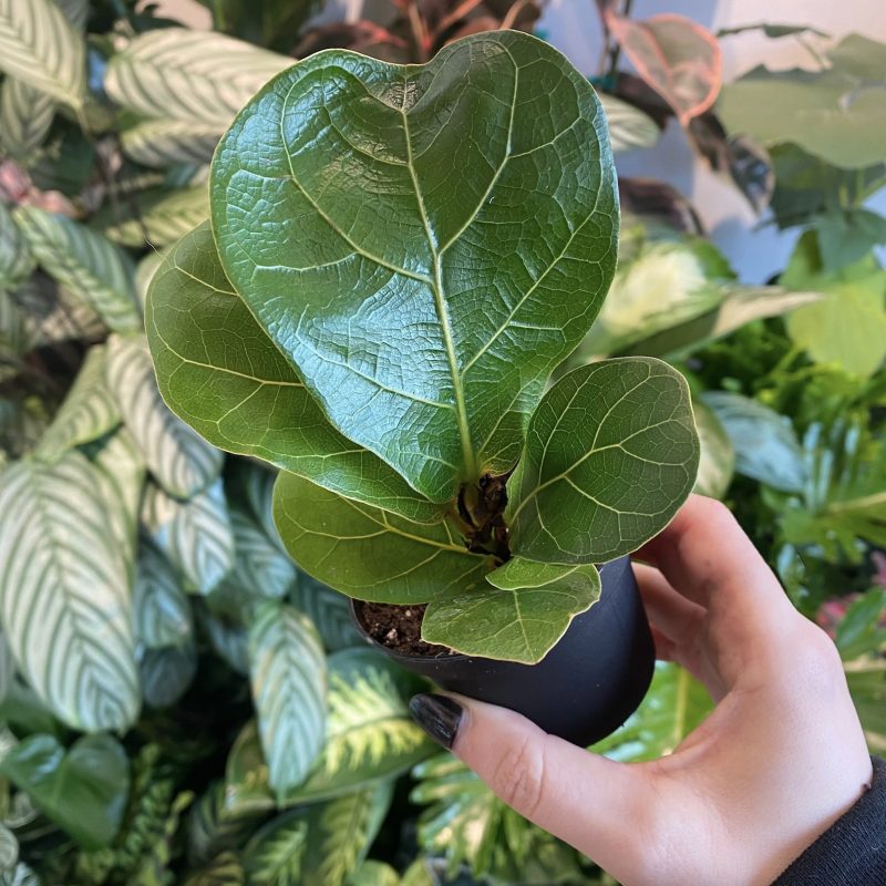 Ficus Lyrata Fiddle Leaf Fig