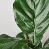 Ficus Lyrata Fiddle Leaf Fig