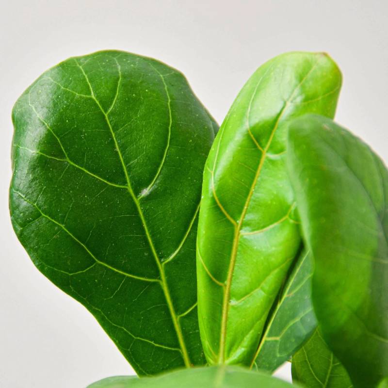 Ficus Lyrata Fiddle Leaf Fig