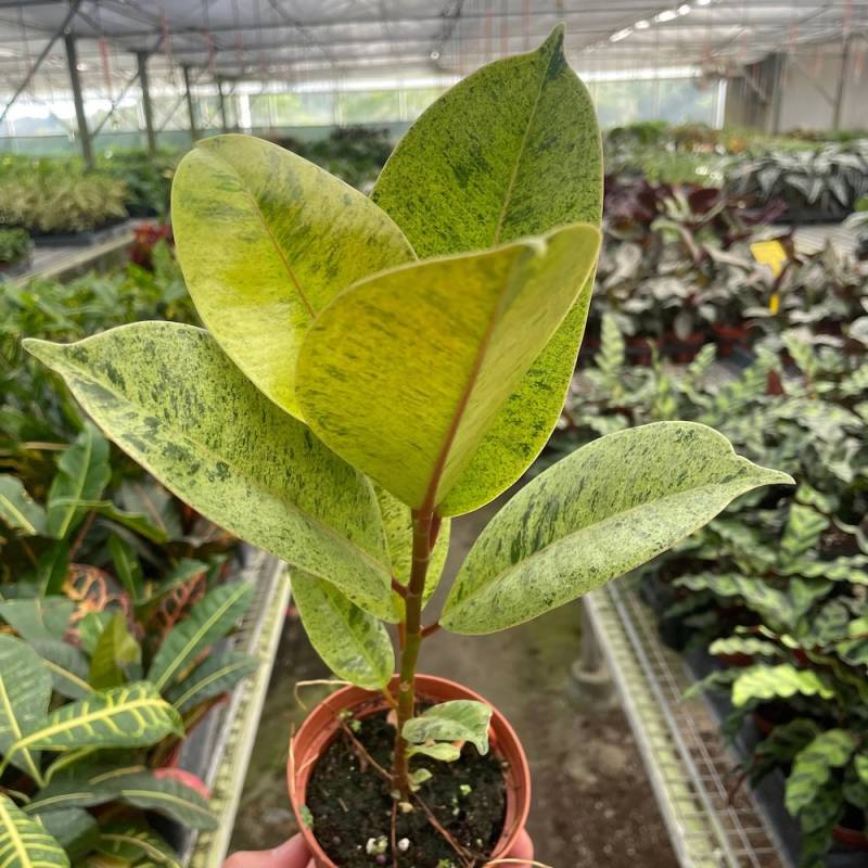 Ficus Shivereana (Moonshine) - Image 2