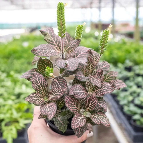 Fittonia Pink