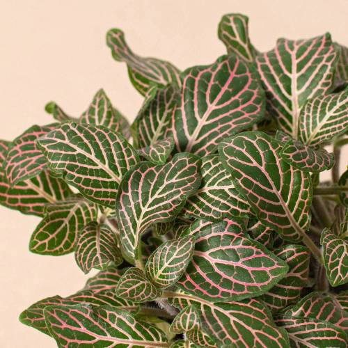 Fittonia Pink