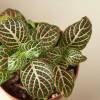 Fittonia Pink