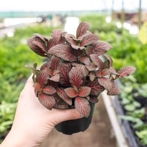 Fittonia Red