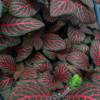 Fittonia Red