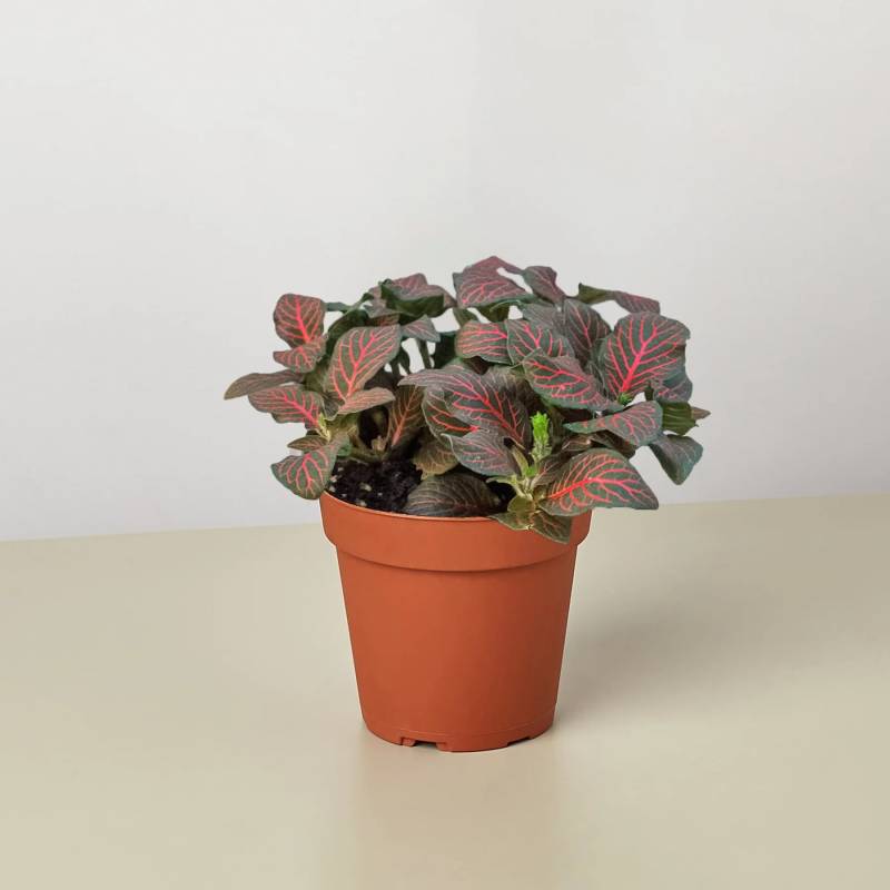 Fittonia Red