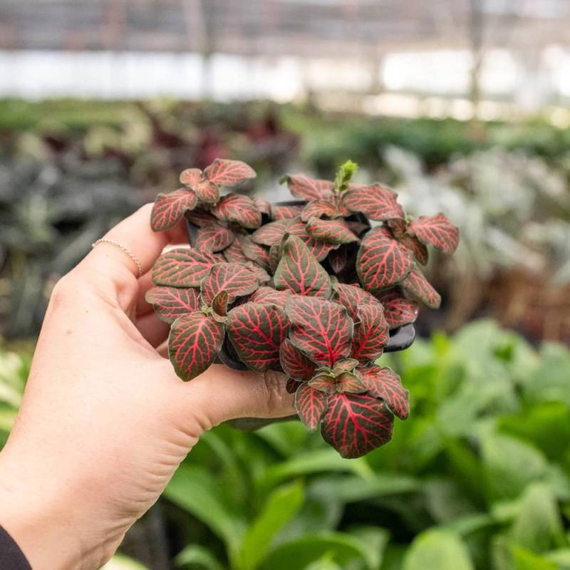 Fittonia Red - Image 3