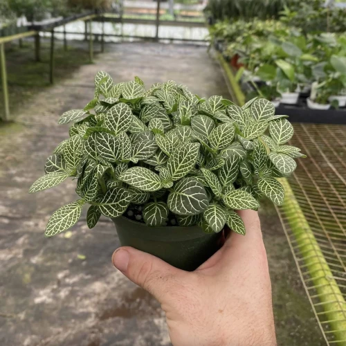 Fittonia White