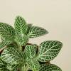 Fittonia White