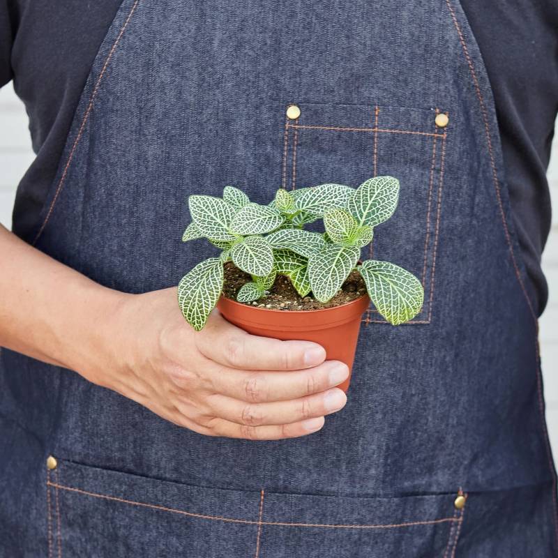 Fittonia White