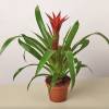 Guzmania Bromeliad Red