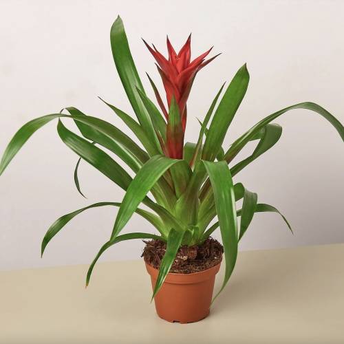 Guzmania Bromeliad Red