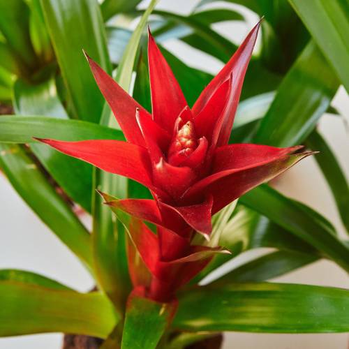 Guzmania Bromeliad Red