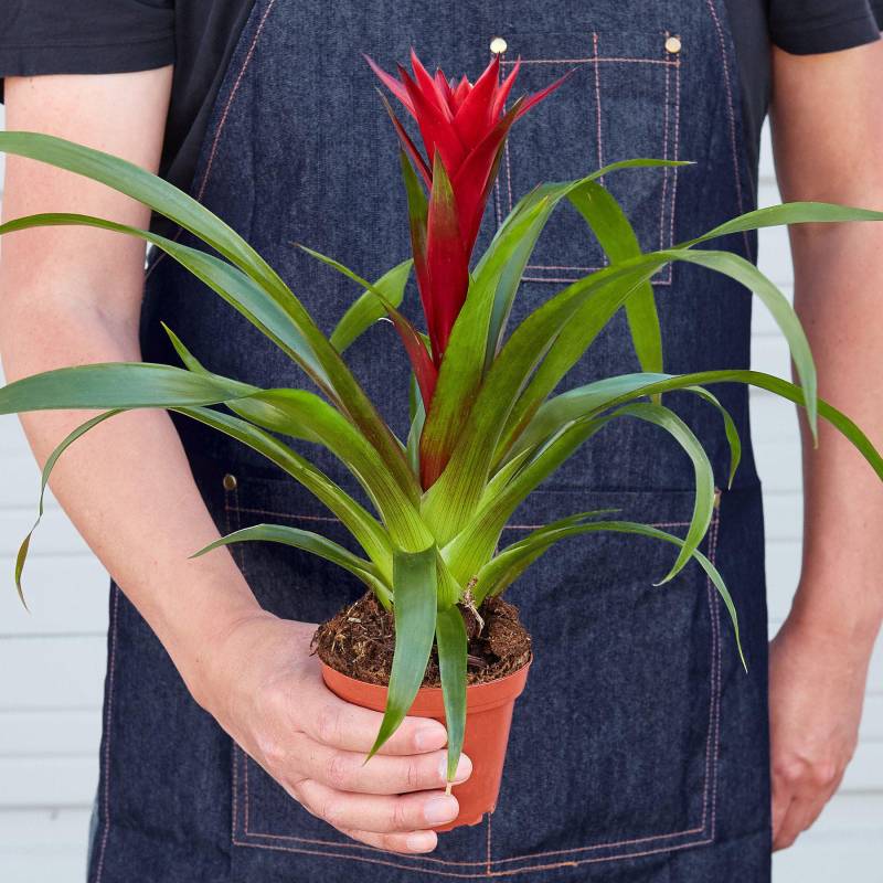 Guzmania Bromeliad Red