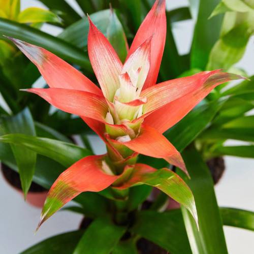 Guzmania Bromeliad Rose